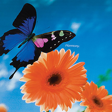 ivax pharmaceuticals harmony banner with flowers and butterfly